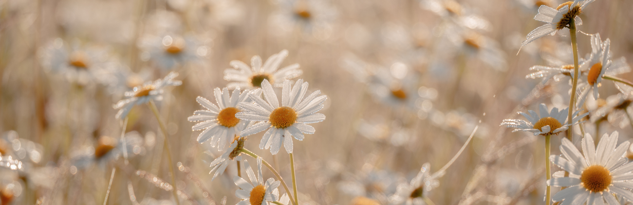 Geld verdienen met AI
